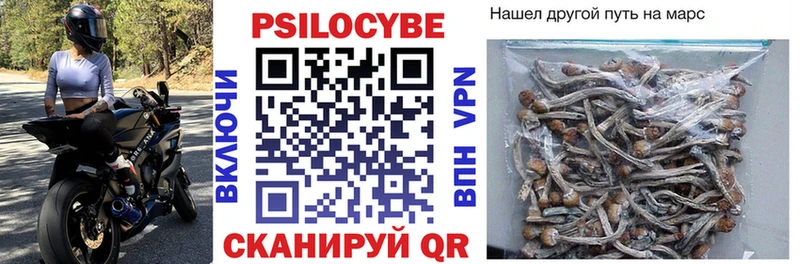Галлюциногенные грибы Psilocybine cubensis  Багратионовск 